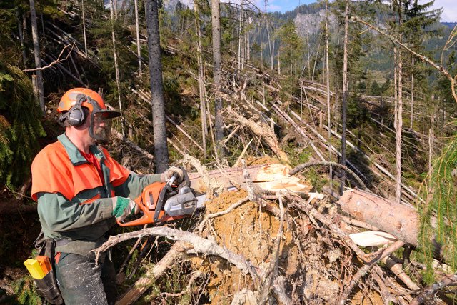 Forstarbeiter beim Aufarbeiten von Schadholz nach einem Unwetter
