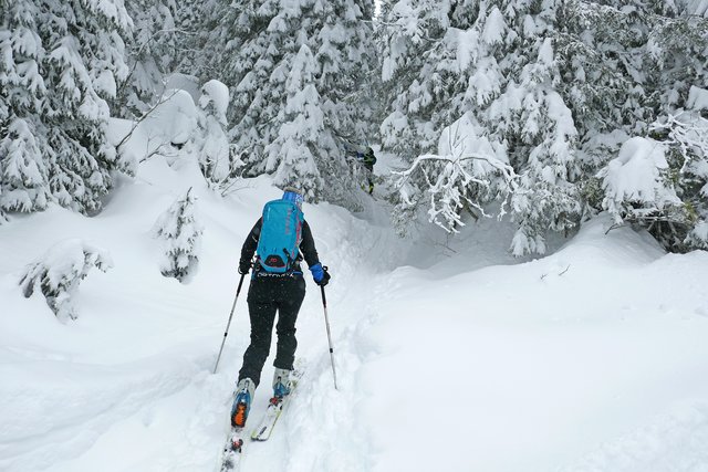 Eine einfache Hochwintertour mit 700 Höhenmetern und 2,5 Stunden Anstieg: Der Anstieg führt entlang der Sommermarkierung durch den tiefverschneiten Wald bei der Iglmoosalm.