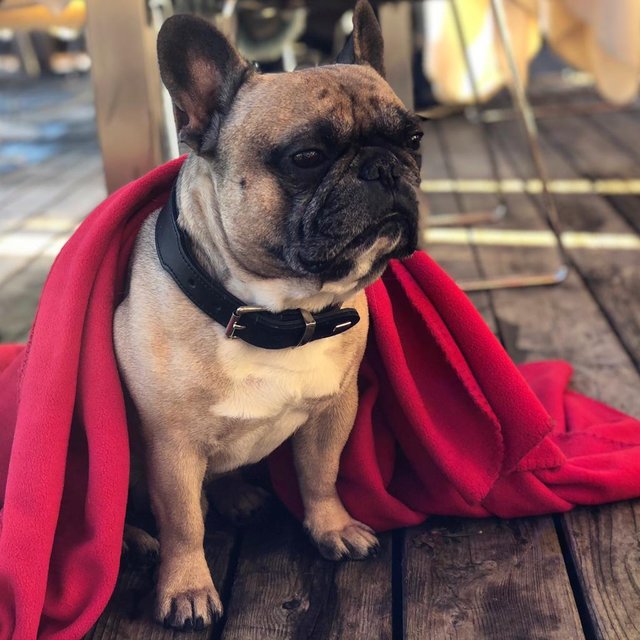 Die französische Bulldogge ist jeden Tag mit im AIDA-Büro oder den Filialen.