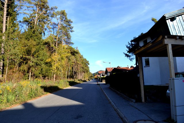Nur 20 Meter dieses Waldes sollten zwischen den Fußballplätzen und der ruhigen Weidachsiedlung stehen bleiben. 