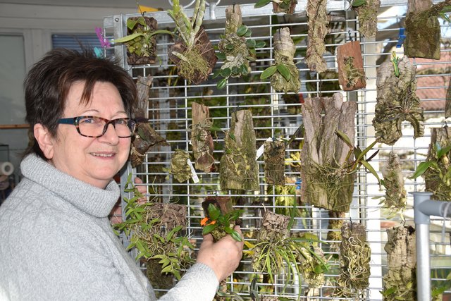 Elisabeth Hihn lebt ihre Vorliebe für Orchideen. Täglich verbringt sie viel Zeit im Wintergarten mit der Pflege | Foto: Friessnegg