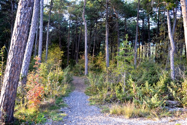 Dieser Waldstreifen sollte für Fußballplätze gerodet werden. 
