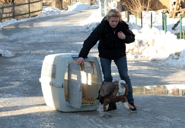 Gänsegeier Gypsi wurde kürzlich im Salzburger Zoo wieder in die Lüfte entlassen. | Foto: Zoo Salzburg