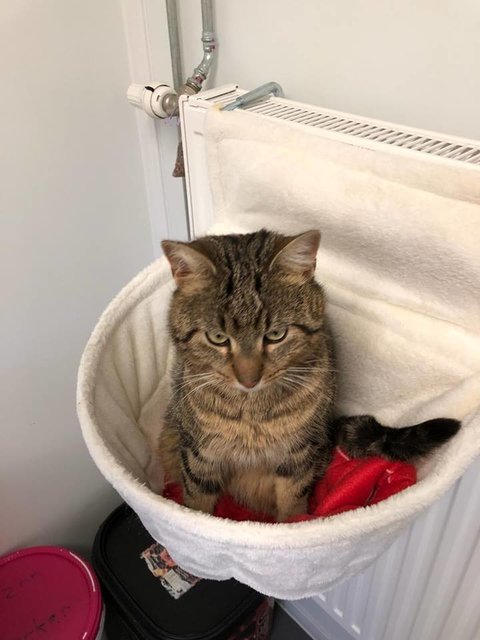 Kater Diego ist problemlos und sehr menschenbezogen.