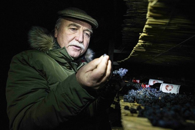 Willi Opitz mit seinem Blutmond-Weintrauben in der Nacht des 21. Jänners | Foto: Martin Trenkler