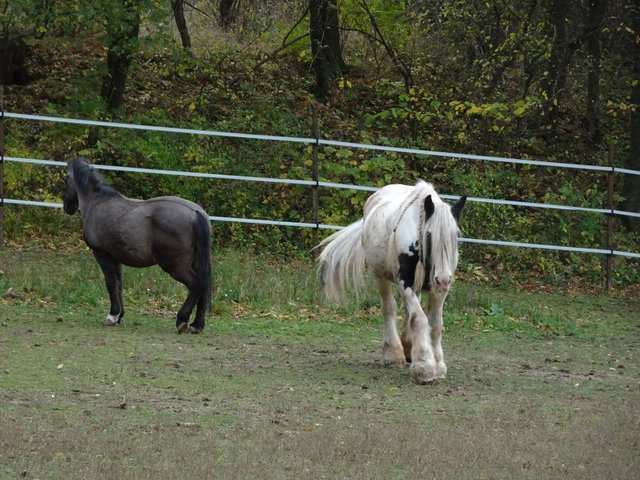Hey Mimi, dein Besuch ist da!!! >>>>>>> Jaaa, ... super, ... na, da bin ich aber happy! ... Wartet, ... ich komme schon!!!