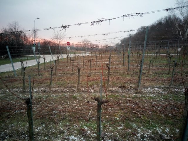 Foto: Arbes