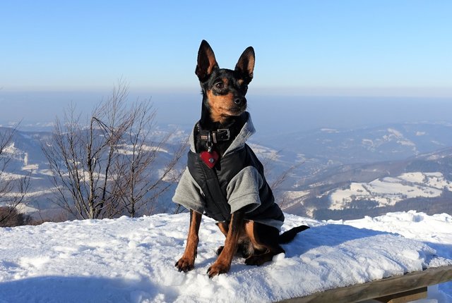 Mein süßer Bergfex Chicco am Muckenkogel