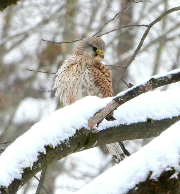 Der Turmfalke hatte sich auf einem der frisch angeschneiten großen Bäume direkt neben dem Kundler Klamm Wasserfall niedergelassen.