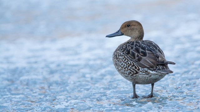 Stockente am Eis