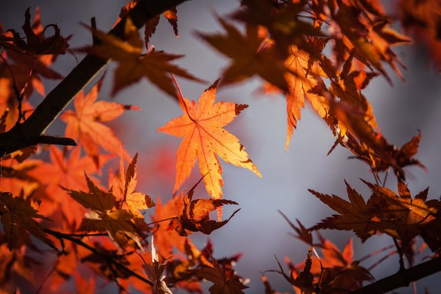 Die bundesweit einheitlichen Herbstferien kommen im Schuljahr 2020/21. | Foto: Pixabay/ImageDragon