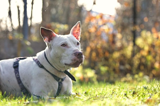 Jasko ist schon drei Jahre im Tierheim. | Foto: Heike Dronhofer