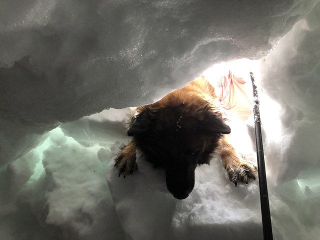 Die Rettung naht: Der Lawinensuchhund hat uns in der Schneehöhle am Fuße des Ötschers gewittert und beginnt uns auszugraben. Da es sich für den Hund allerdings nur um ein Spiel handelt, ist eine entsprechende Belohnung nach einer solchen Übung besonders wichtig.