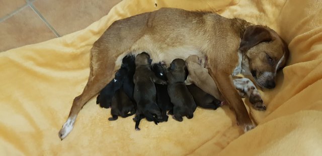 <f>Die Hündin</f> brachte in der Tierpension ihre Welpen zur Welt. Zoe kümmert sich rührend um ihren Nachwuchs.