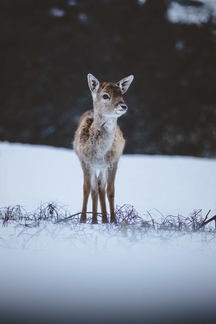 Bambi in der Wachau gesichtet