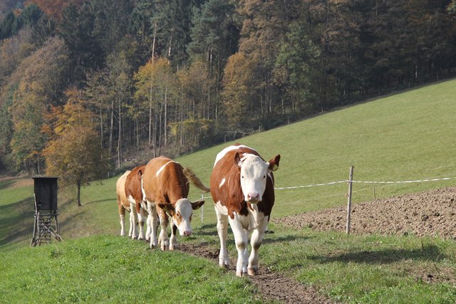 Die 15 Milchkühe im Lehrbetrieb geben rund 100.000 Liter Milch pro Jahr – seit Februar ist diese nun auch bio-zertifiziert.  | Foto: HBLA Elmberg