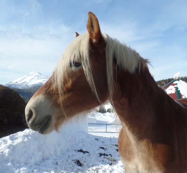 Die Haflinger können jetzt vom Reiterhof nicht auf die Wiese.