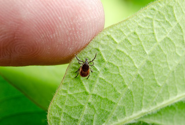 Viele Zeckenbisse erfolgen im Garten.  | Foto: Photo Fun / shutterstock.com
