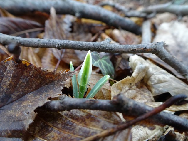 Wenn sich das Schneeglöckchen zeigt, ist der Frühling nicht mehr weit.
