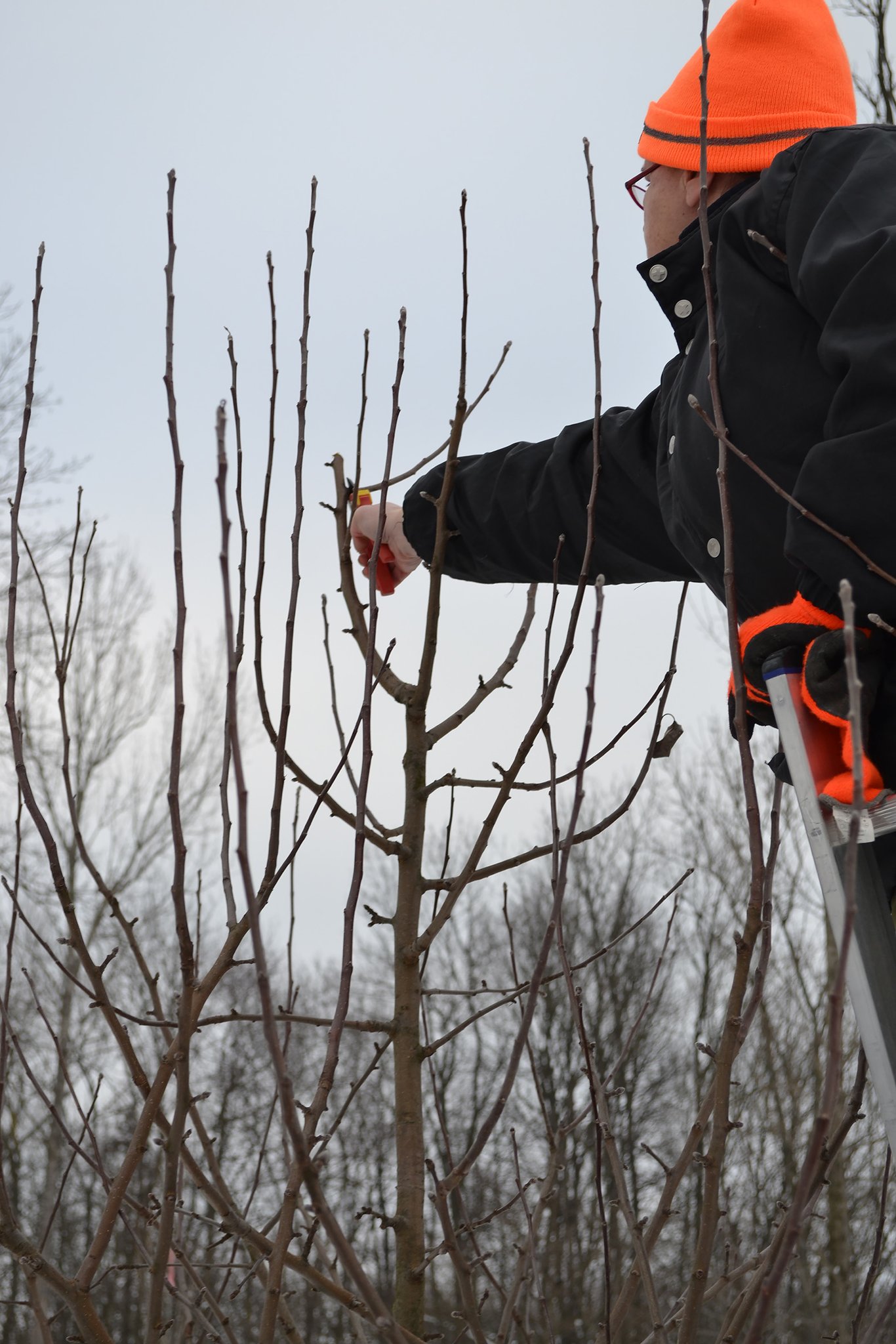 Natur Im Garten Semiar Baumschnitt Bringt Gesundheit Und