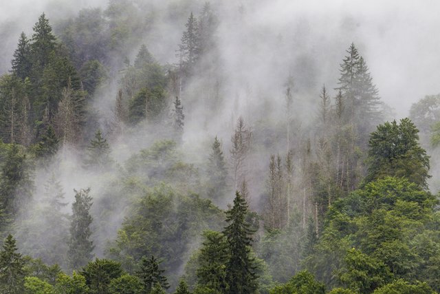 Natürliche Waldflächen im Wildnisgebiet Dürrenstein: Nach starken Regenfällen steigt der Nebel zwischen den Urwaldriesen auf.