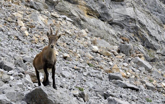 Tolle Bilder aus der Region wurden beim Universum Seefeld präsentiert | Foto: Straubinger