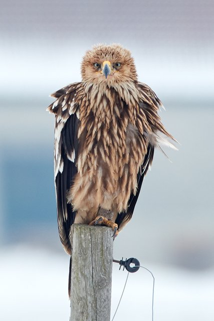 Der Kaiseradler brütet auch im Bezirk Gänserndorf