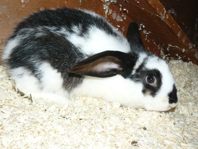 Der große kastrierte Kaninchenrammler ist auf der Suche nach einem geräumigen Zuhause mit viel Grünfutter. Er benötigt natürlich auch Artgenossen, um sich wohl zu fühlen | Foto: Landestierschutzverein f. Steiermark