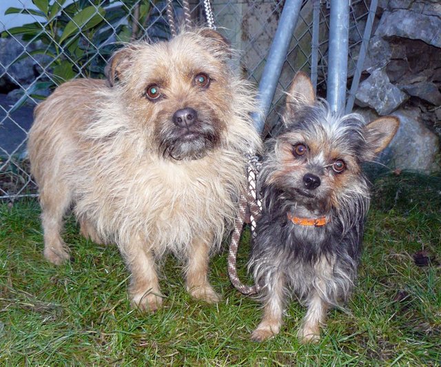 Da der Besitzer der beiden kleinwüchsigen Rüden verstorben ist und sie sich nun nur mehr gegenseitig haben, suchen Muck und Speedy am liebsten gemeinsam einen guten Platz. Die Terriermischlinge sind 2 und 8 Jahre alt und sehr liebesbedürftig und unkompliziert. | Foto: Landestierschutzverein f. Steiermark