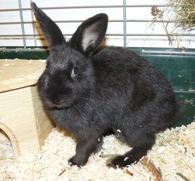 Die schwarze Naomi ist eine ca. 3 Monate alte Kaninchendame, die unbedingt Artgenossen braucht und viel Platz zum Herumhoppeln.
 | Foto: Landestierschutzverein f. Steiermark
