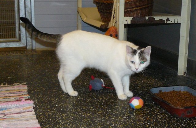 Die erst knapp 2 jährige Coco ist kastriert und noch etwas schüchtern. Sie freut sich über einen ruhigen Platz mit Freigang, wo sie dann bestimmt bald zur Schmusekatze wird. | Foto: Landestierschutzverein f. Steiermark