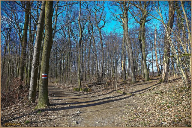 Vorfrühling im Wienerwald