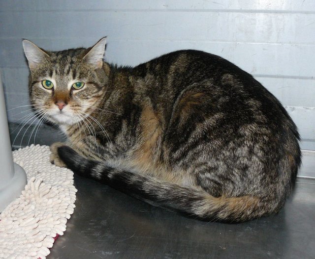 Der stattliche Kater Jerry ist kastriert und ca. 3 Jahre alt. Noch ist er etwas zurückhaltend und wäre am besten auf einem ruhigen Platz mit Freigang aufgehoben. | Foto: Landestierschutzverein f. Steiermark