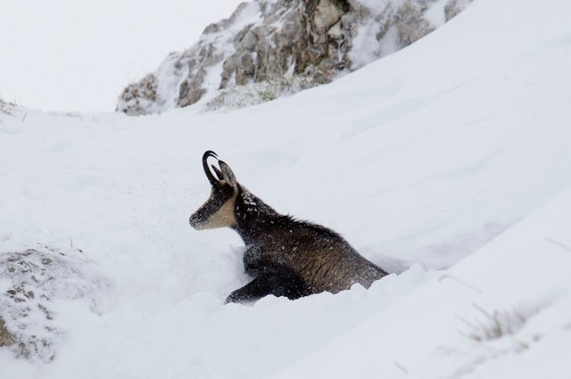 Der Streit um die Petition "Seele der Alpen" und ein Gämsen-Video, in dem Gämsen von Skitourengehern scheinbar gehetzt werden, geht in die nächste Runde.  | Foto: A. Mächler