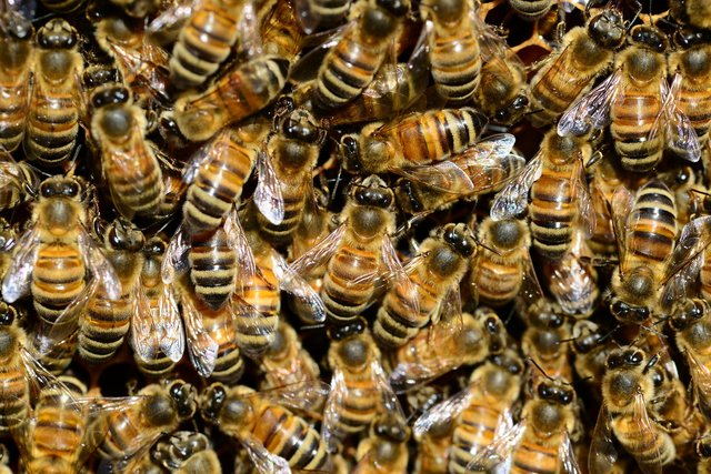 Die geplante Novelle des Bienenwirtschaftsgesetzes in Kärnten sorgt für einige Diskussionen unter den Imkern.  | Foto: Pixabay/PollyDot