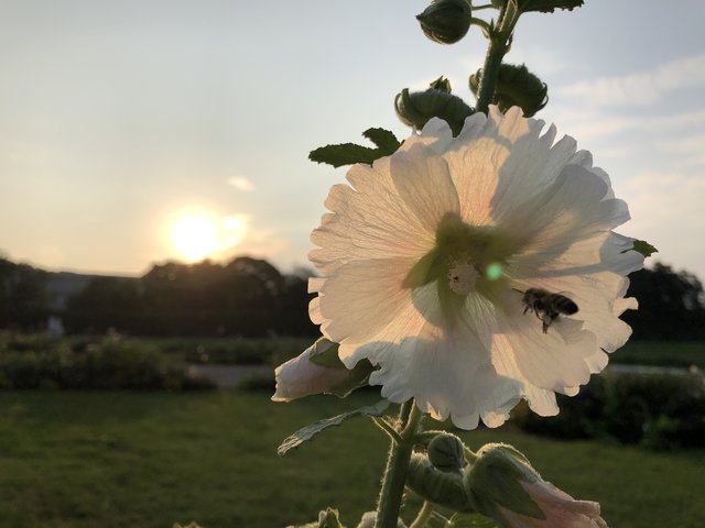 Als Bestäuberin fliegt die Honigbiene von Blume zu Blume, den Pollen fasst sie dabei mit ihren Pollenhöschen zusammen. 