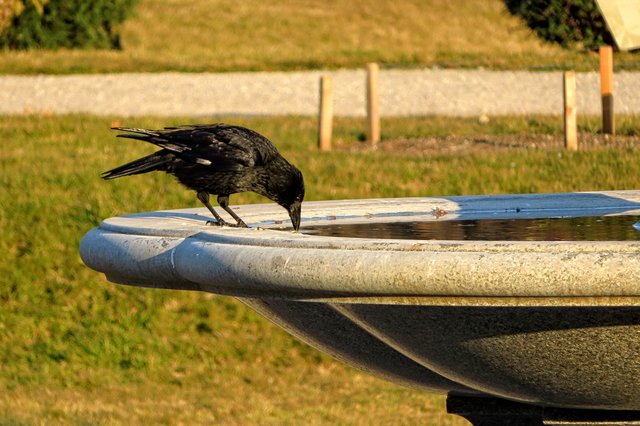 Krähen sind einfach überall
