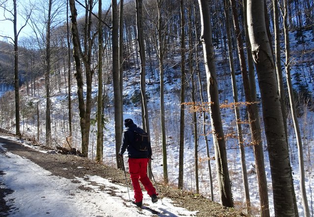 Weiter durch einen schönen Buchenwald