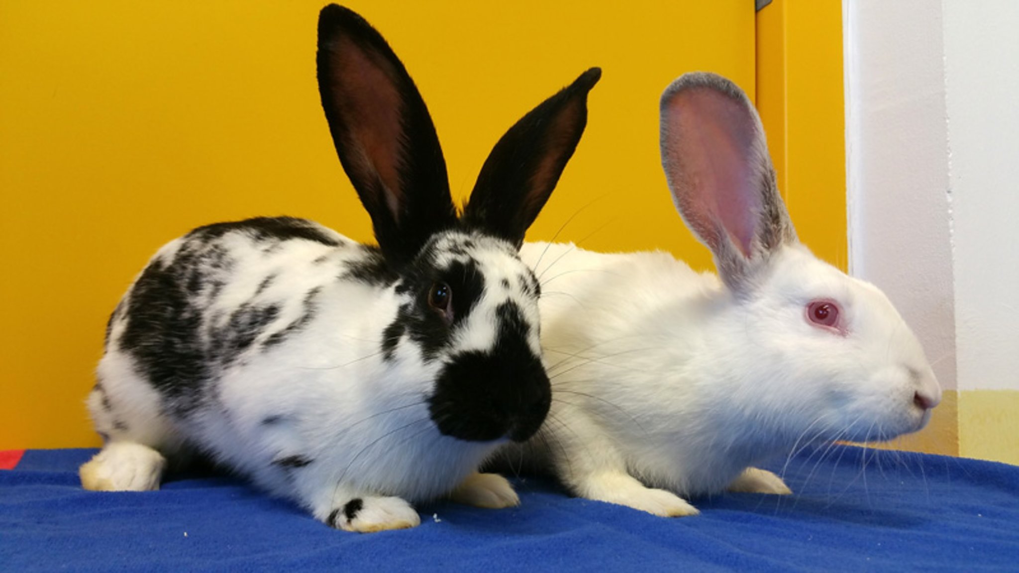 Zwergkaninchen suchen ein neues Zuhause Mistelbach