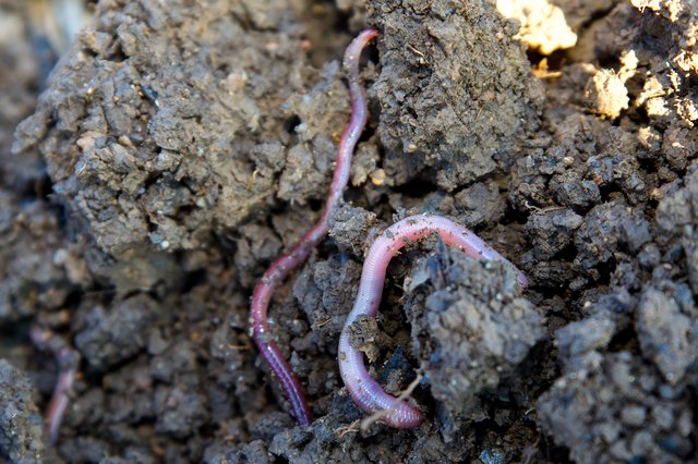 Der Wurm ersetzt bei Rottensteiner im weitesten Sinne den Pflug.