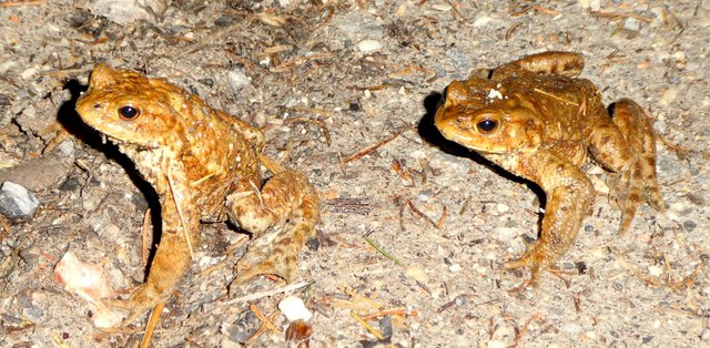Um Kröten, Frösche und Molche vor dem Tod auf der Straße zu retten wird bei den Kramsacher Seen erstmals ein Amphibienzaun aufgestellt. | Foto: Florian Haun