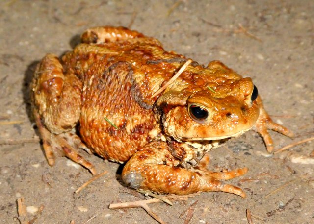 Für viele Kröten, Frösche und Molche werden Straßen zur tödlichen Falle, deshalb wird auf der Landesstraße entlang der Kramsacher Seen heuer erstmals ein Amphibienzaun aufgestellt. | Foto: Florian Haun