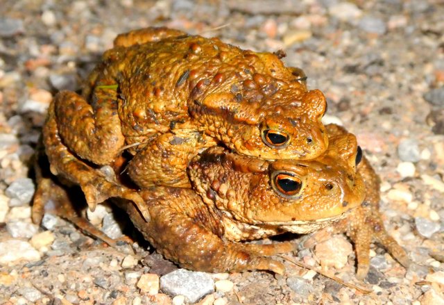 Im Frühjahr verlassen die Amphibien ihre Winterquartiere im Wald und begeben sich zu ihren Laichgebieten wobei sie bedauerlicherweise oft auf den Straßen überfahren werden. | Foto: Florian Haun