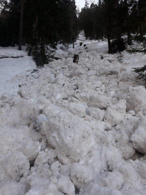 Einer von drei Lawinenkegeln im Ammerwald. | Foto: Zoom Tirol