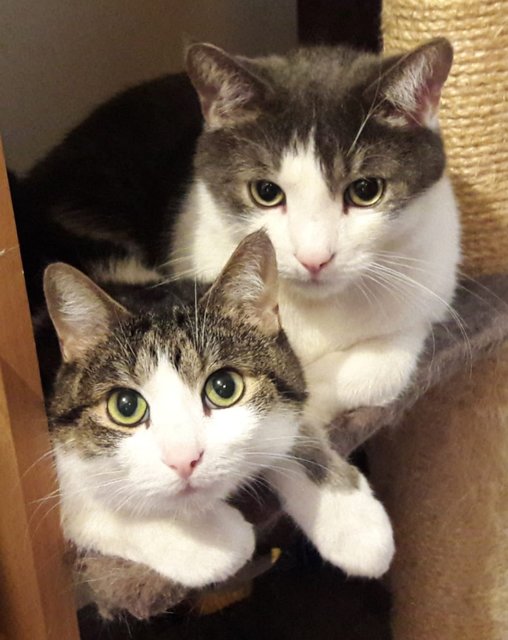 Die zwei zutraulichen Katzen suchen ein neues Zuhause | Foto: TSV Voitsdorf