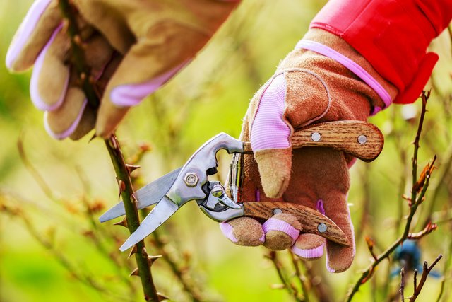 Foto: Adobe Stock