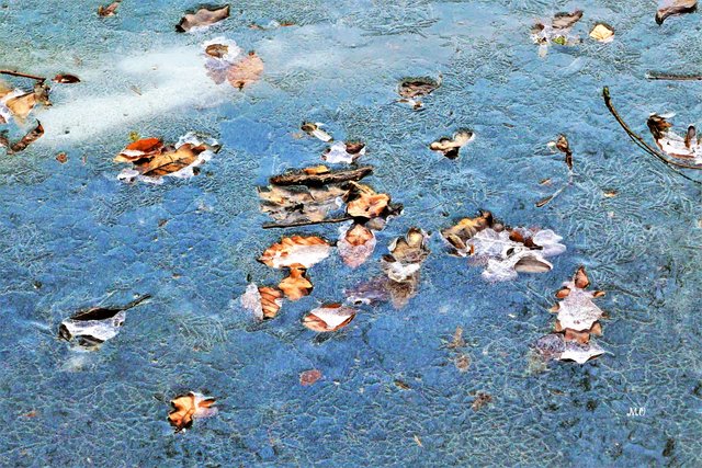 Blätter im Eis, Thalersee, Thal bei Graz