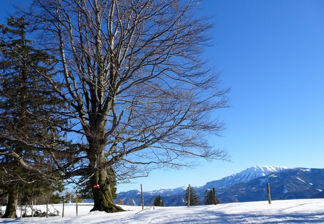 Schneeschuh-Wanderung mit Regionauten: Am Runzelberg wird man diesem herrlichen Blick auf den Ötscher belohnt. | Foto: Franz Sturmlechner