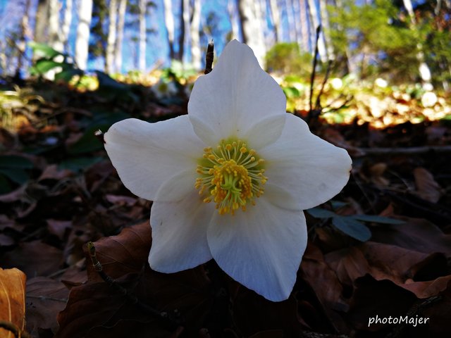Schneeschuh-Wanderung mit Regionauten: In Reinsberg zeigen sich bereits die ersten Schneerosen. | Foto: Manuela Majer