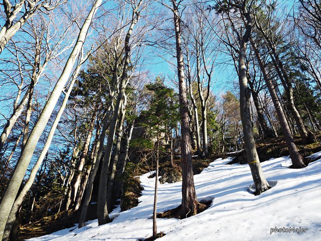 Schneeschuh-Wanderung mit Regionauten: Richtig mystisch wirkt der Wald in Reinsberg. | Foto: Manuela Majer